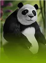 Panda Money-bg