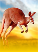 Kangaroo Land