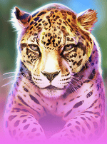 Big Cat Rescue Megaways