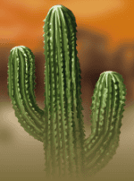 Wild Jack Remastered